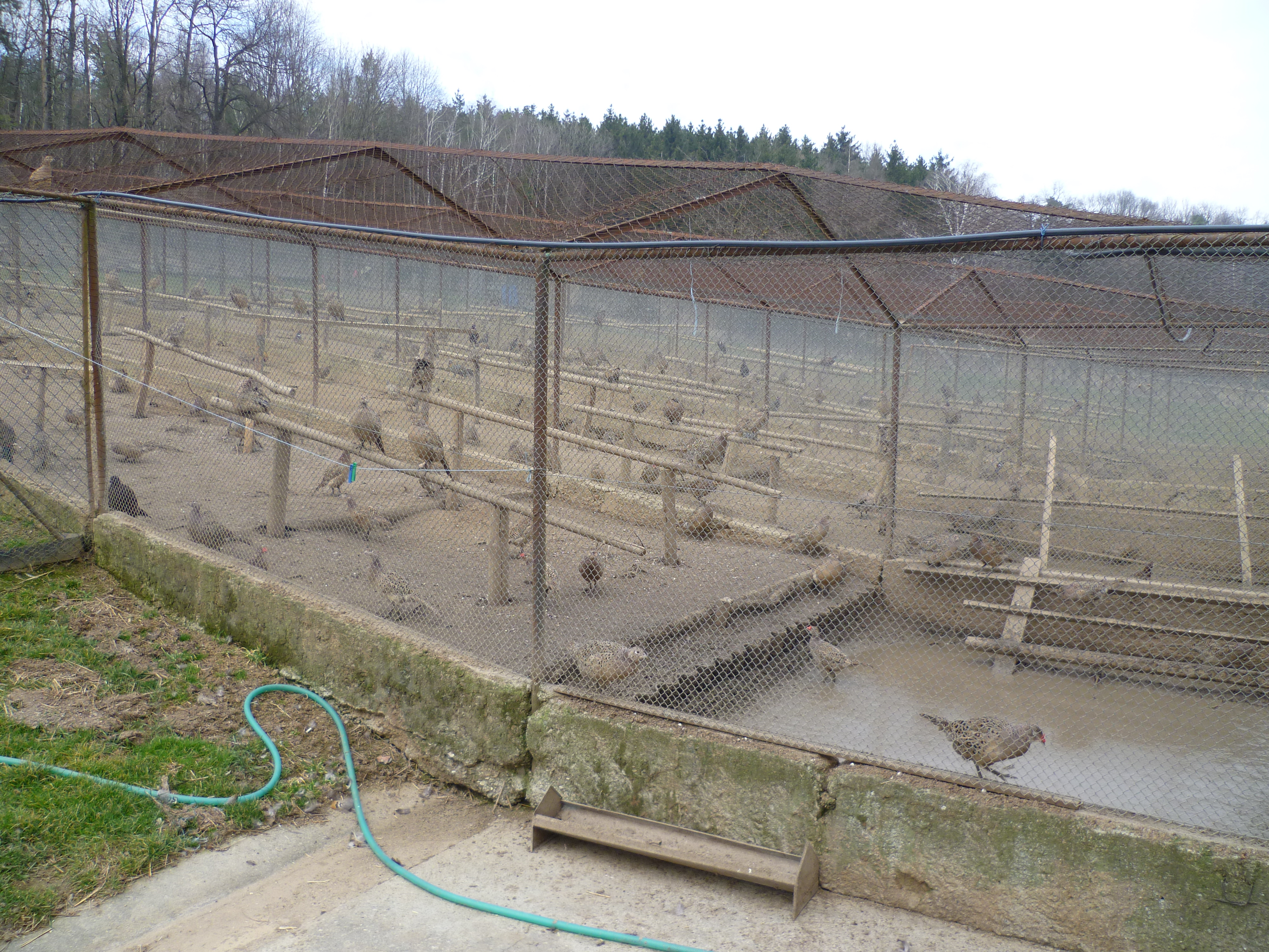 umělá líheň bažantů