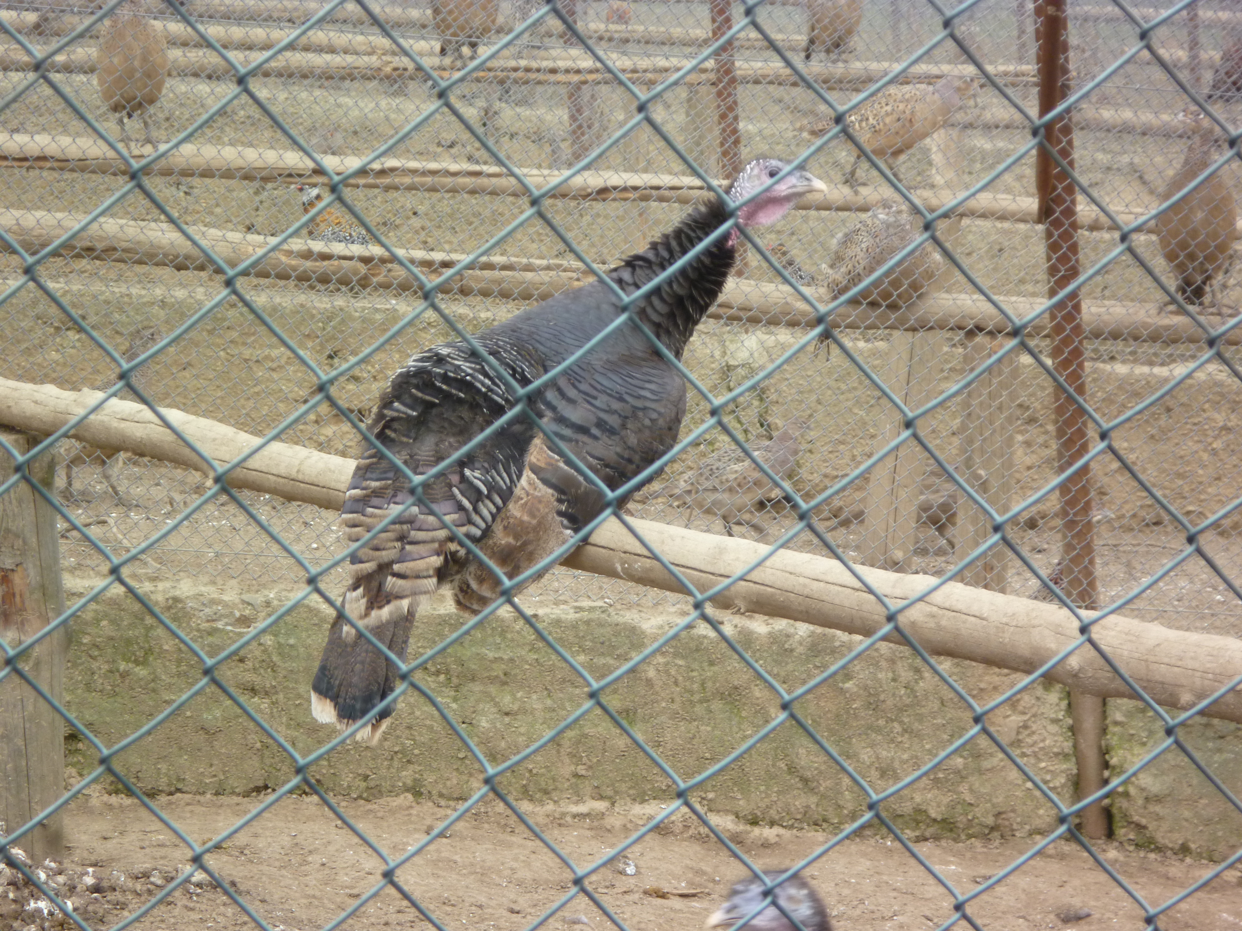 umělá líheň bažantů