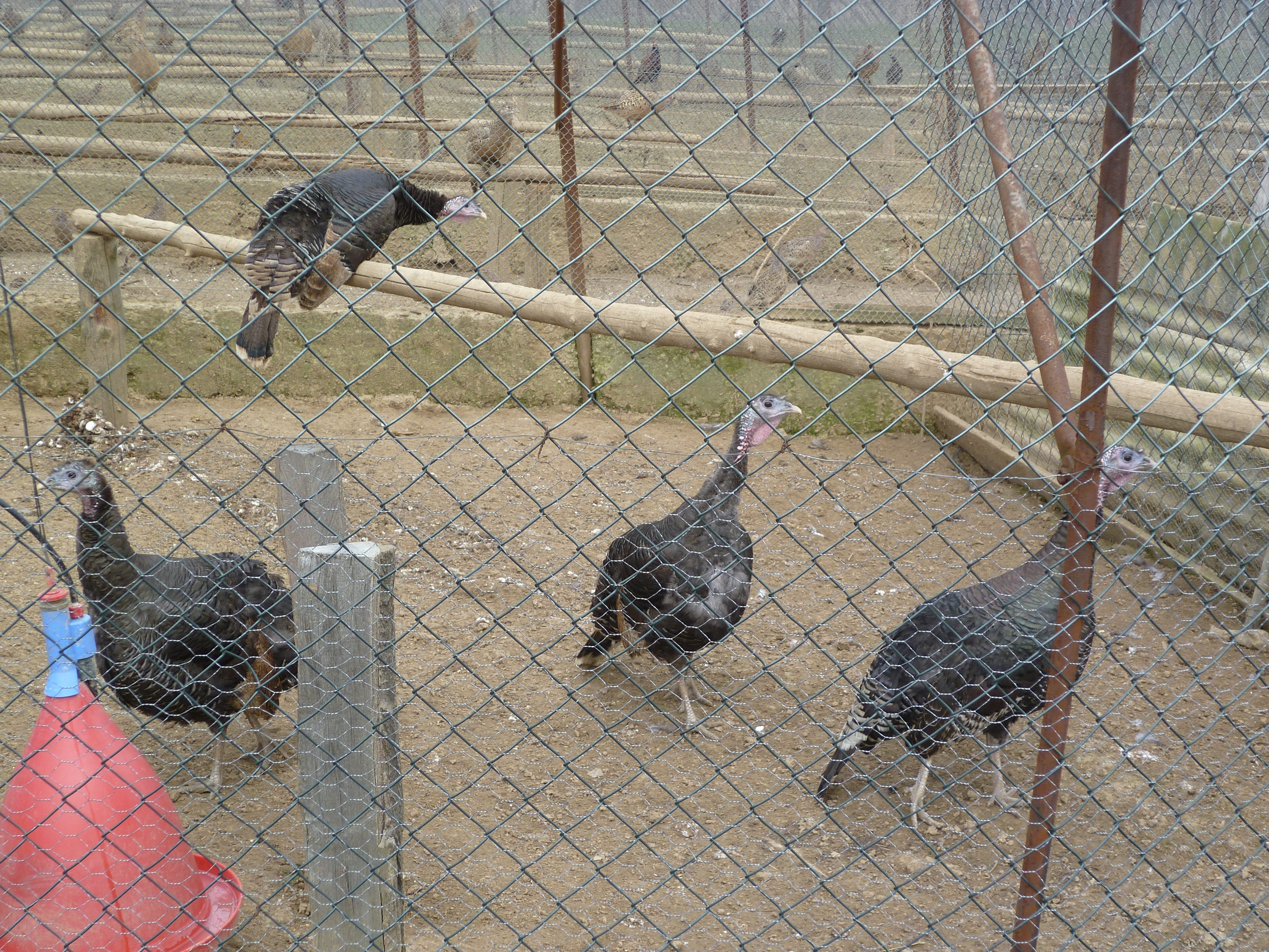 umělá líheň bažantů